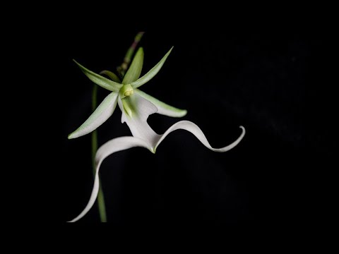  Conoce a la orquídea fantasma