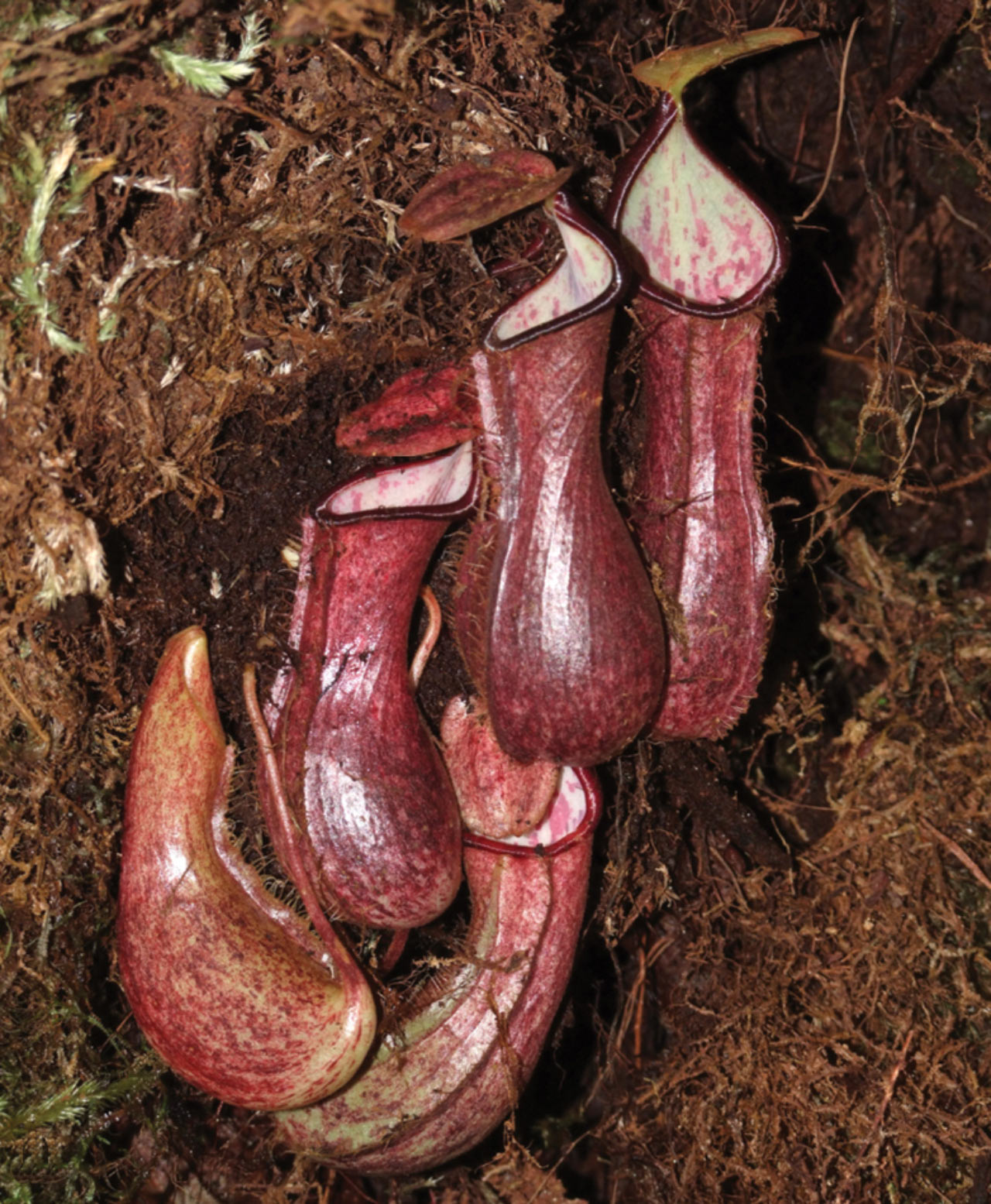  Запознајте го месојадното растение Nepenthes Pudica