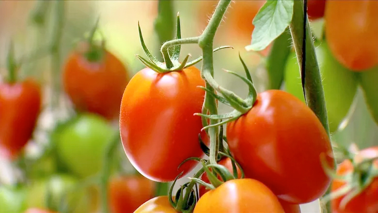  Tutustu erilaisiin tomaattityyppeihin ja siihen, mitä tomaattia kussakin reseptissä kannattaa käyttää.