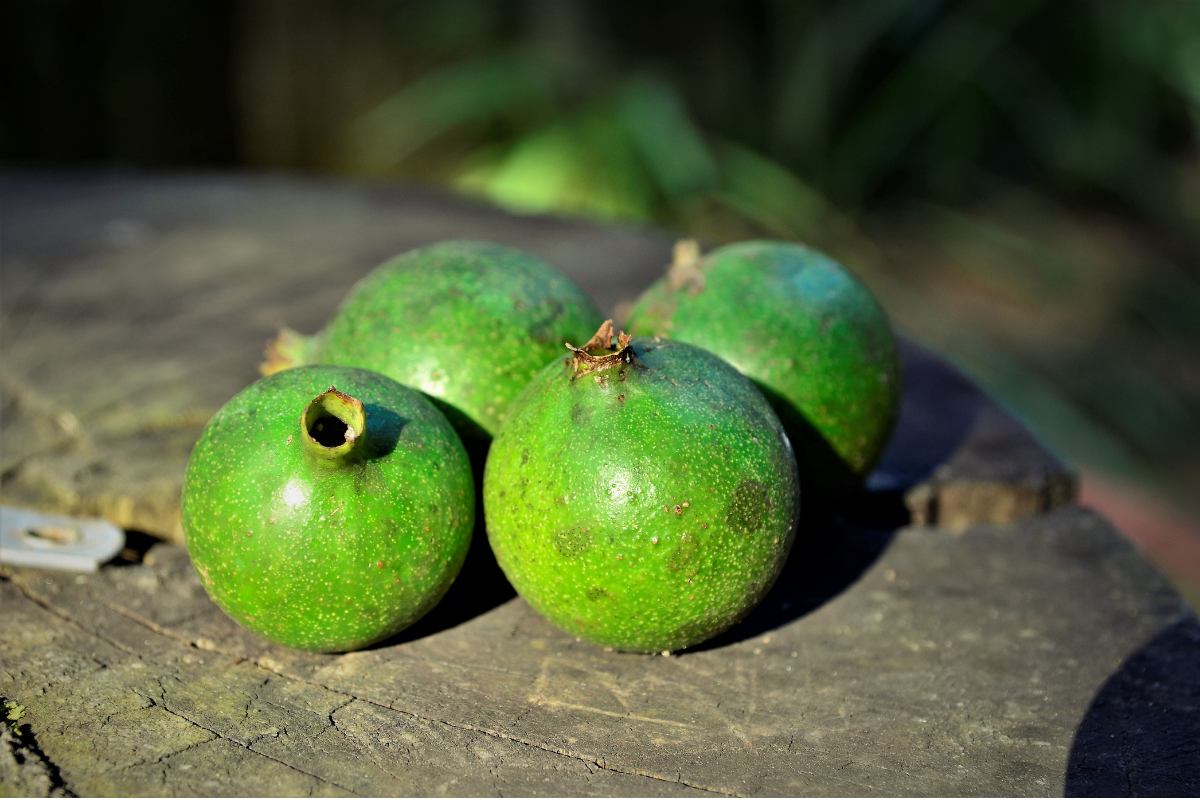  Cunoașteți jenipapo? Aflați despre beneficiile și avantajele acestui fruct.