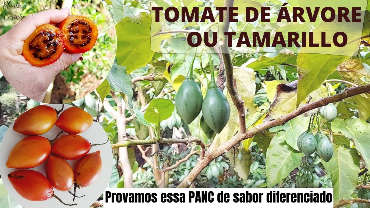  Kjenner du tamarillo? Lær hvordan du dyrker denne skoglevende tomaten!