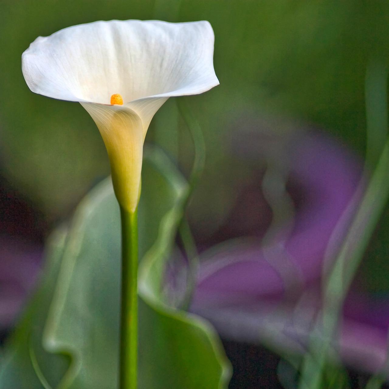  Ceașcă de lapte colorată: învață cum să crești această mică plantă!