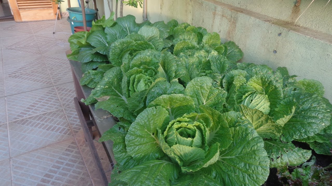  Couvechinesa: naučte se pěstovat tuto zeleninu doma