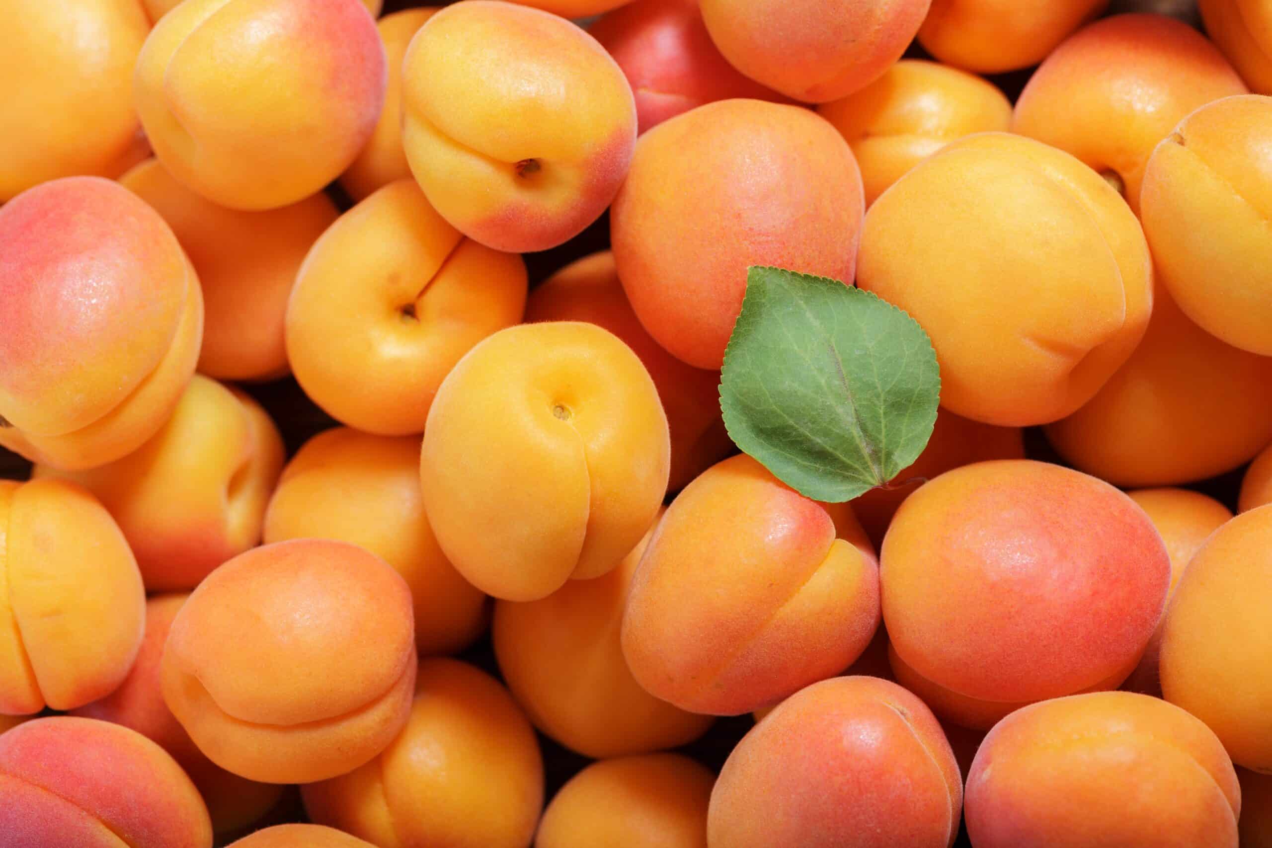  Gör inte fel längre! De viktigaste skillnaderna mellan aprikos och persika