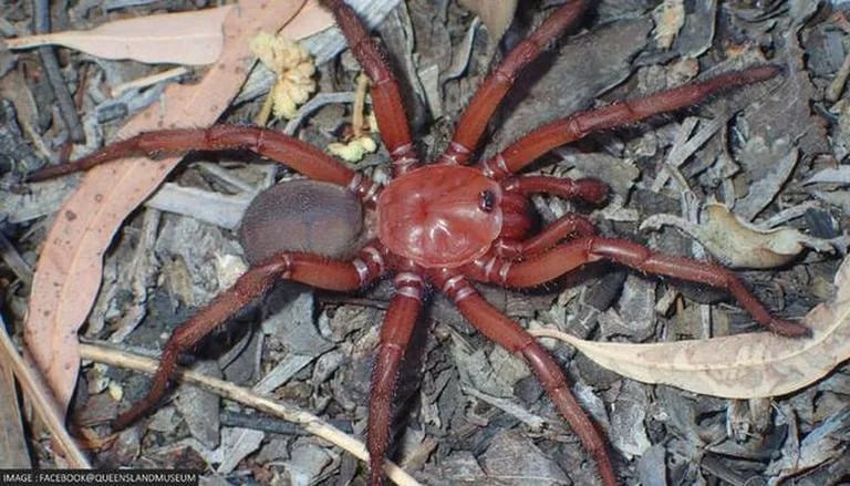  Découverte effrayante : une arachnide inhabituelle pourrait être dangereuse pour l'homme !