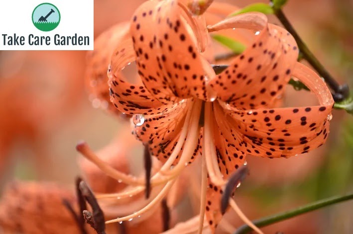  Khám phá vẻ đẹp kỳ lạ của Tiger Lily: Hướng dẫn đầy đủ về loài tuyệt đẹp này