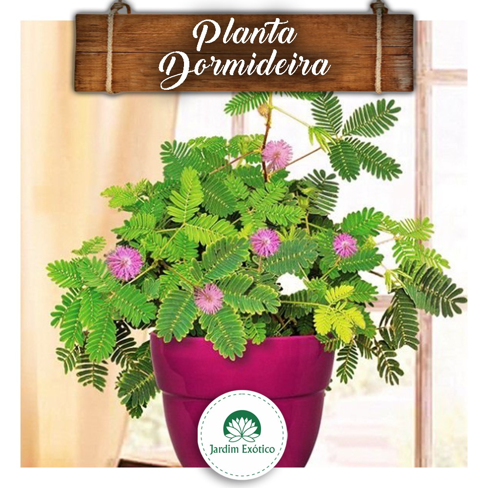  Dormedorme arba dormideira: susipažinkite su šiuo ypatingu augalu ir būkite sužavėti!