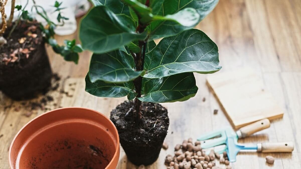  Ficus Lyrata: lernu kreskigi la arbon, kiu alportas la ĝangalon endome
