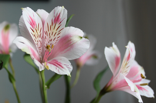  Astromelia گل: هي شاندار ٻوٽو دريافت ڪريو