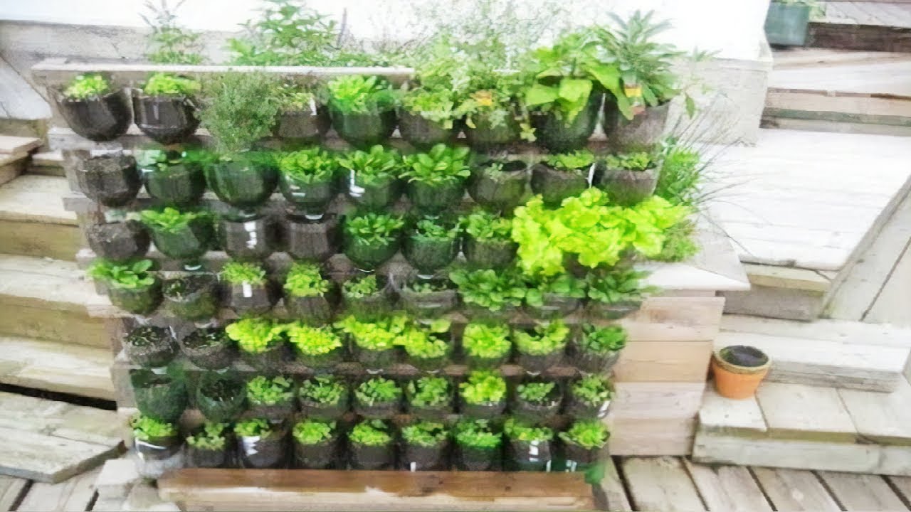  Domácí zahrada: naučte se pěstovat salát v PET lahvi