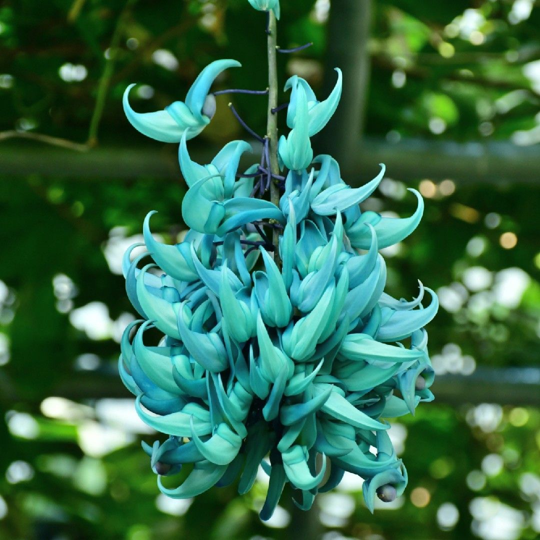  Nefritová liána: poznejte tuto exotickou rostlinu, kterou můžete mít doma