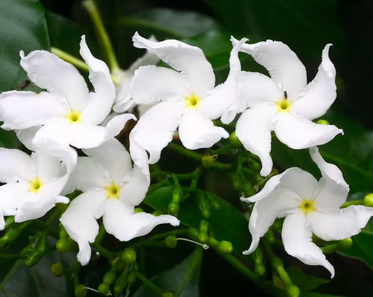  Yasemin Arapçası: Bu muhteşem bitkinin nasıl yetiştirileceğini öğrenin