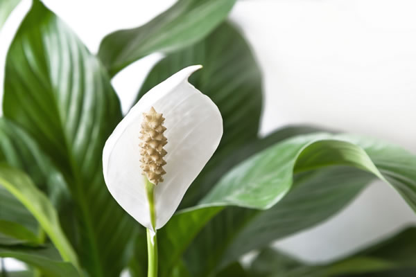  Мирната лилия: научете значението ѝ и вижте как да засадите този вид