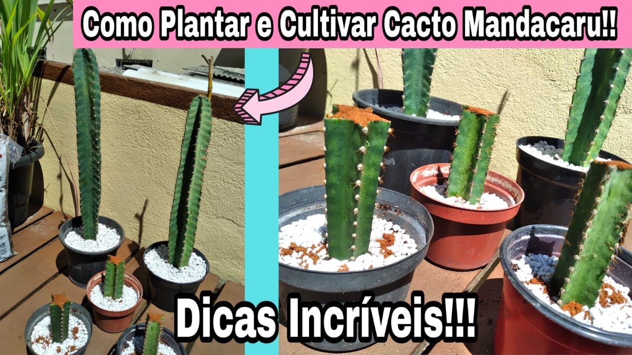  Mandacaru: oglejte si korak za korakom za gojenje tega kaktusa doma