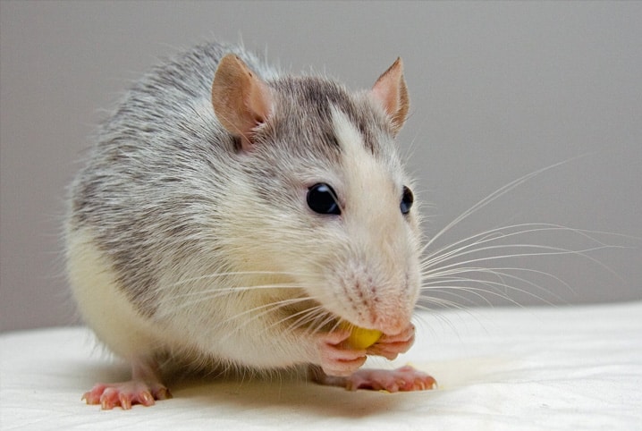  خرافة أم حقيقة: هل تحب الفئران حقًا أكل الجبن؟