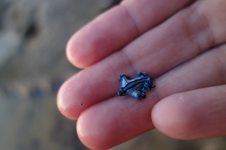  Dragón azul: el Glaucus Atlanticus vuelve a aparecer después de 300 años