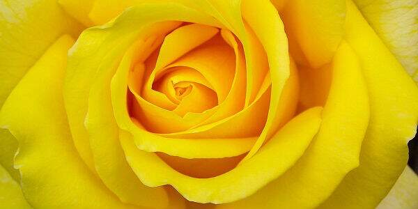  Tajomstvo žltého kvetu: symbolika a ideálny darček