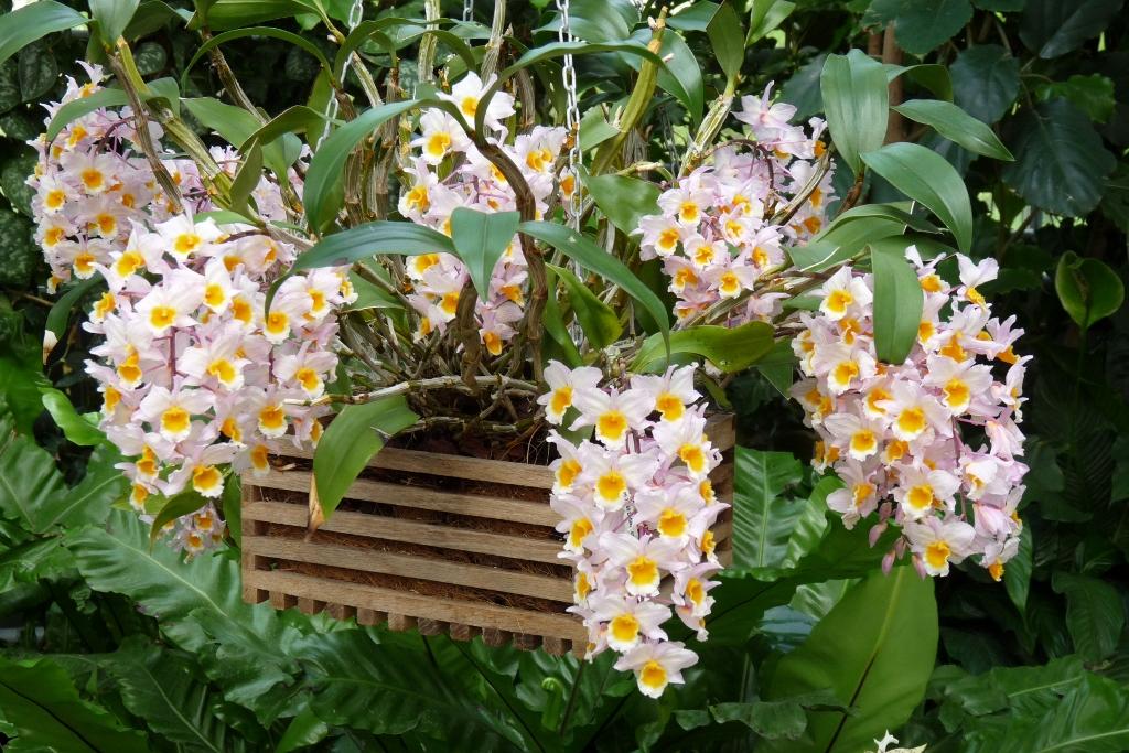  Orchidej obočí: naučte se pěstovat tuto krásnou rostlinu
