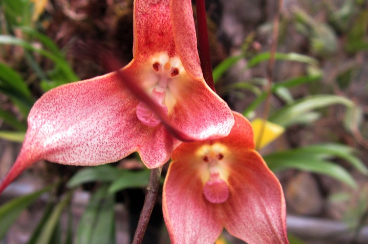  Augalas, gyvūnas ar ir viena, ir kita? Susipažinkite su žavinga beždžionių orchidėja
