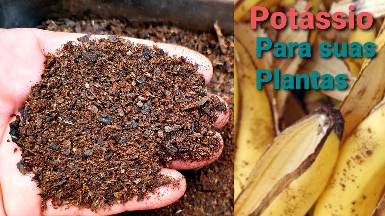  Hållbart recept: lär dig hur du gör kompost av bananskal