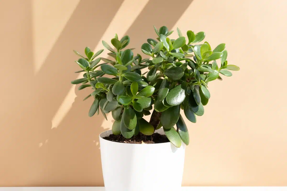  Jadeboom: leer meer over de voordelen van deze vetplant in huis