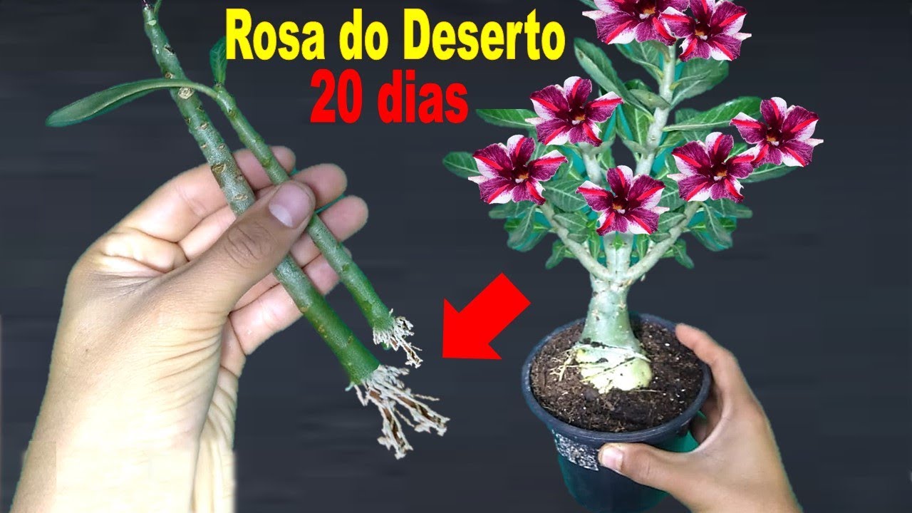  Naučite kako napraviti sadnicu pustinjske ruže