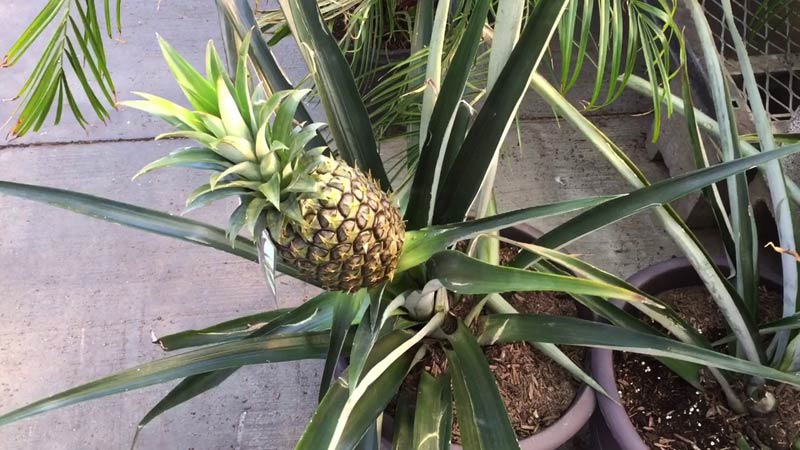  Lernu kiel planti ananason en poto en simpla kaj praktika maniero