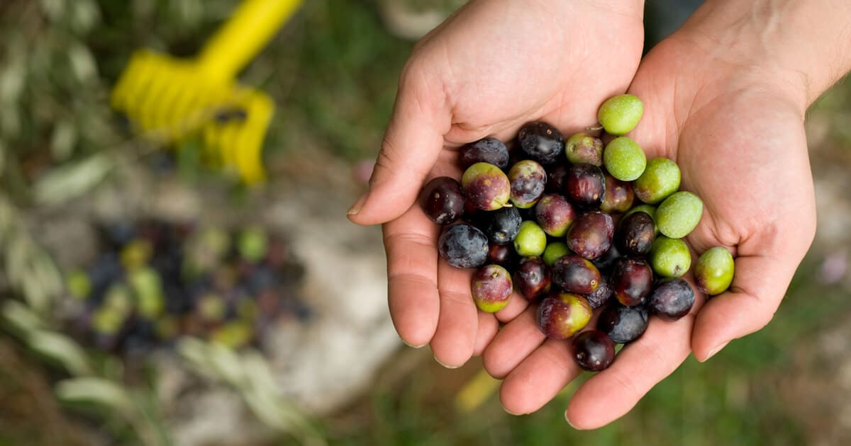  Научите како посадити маслине код куће