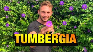  Научете како да засадите Tumbergia која е одлична опција за жива ограда за градината