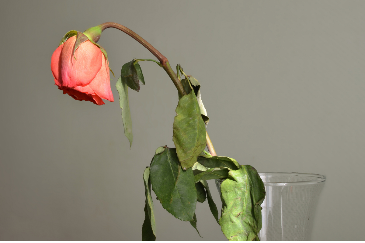  Tajomstvo odhalené: ako obnoviť zvädnuté ruže pomocou jednej zložky