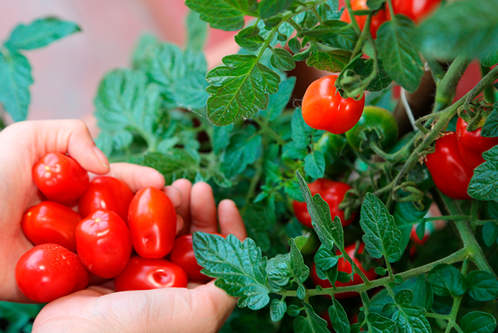  Visada pasiekiama: kaip auginti vyšninius pomidorus patogiai įsitaisius namuose!