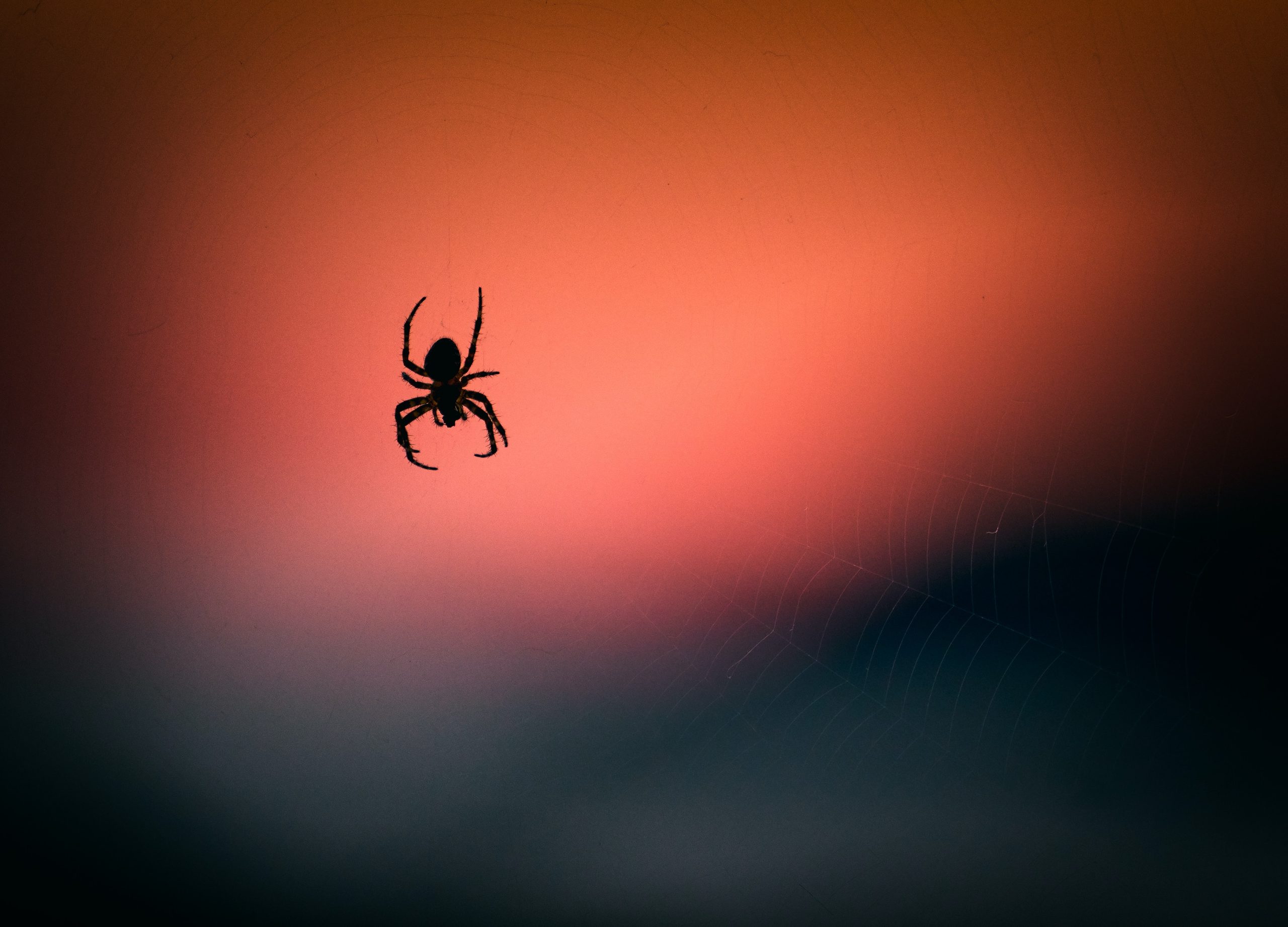  Rüyanızda örümcek mi gördünüz? Arkasındaki ruhani anlamı keşfedin