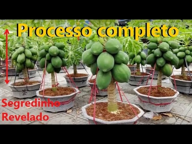  Dags att lära: lär dig hur man gör papaya-plantor hemma