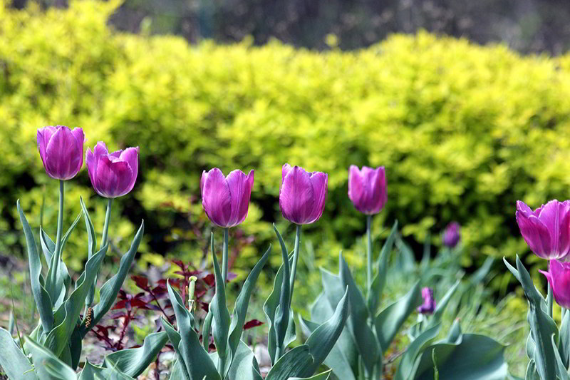  Tulipa: zein da lorea hazteko unerik onena?