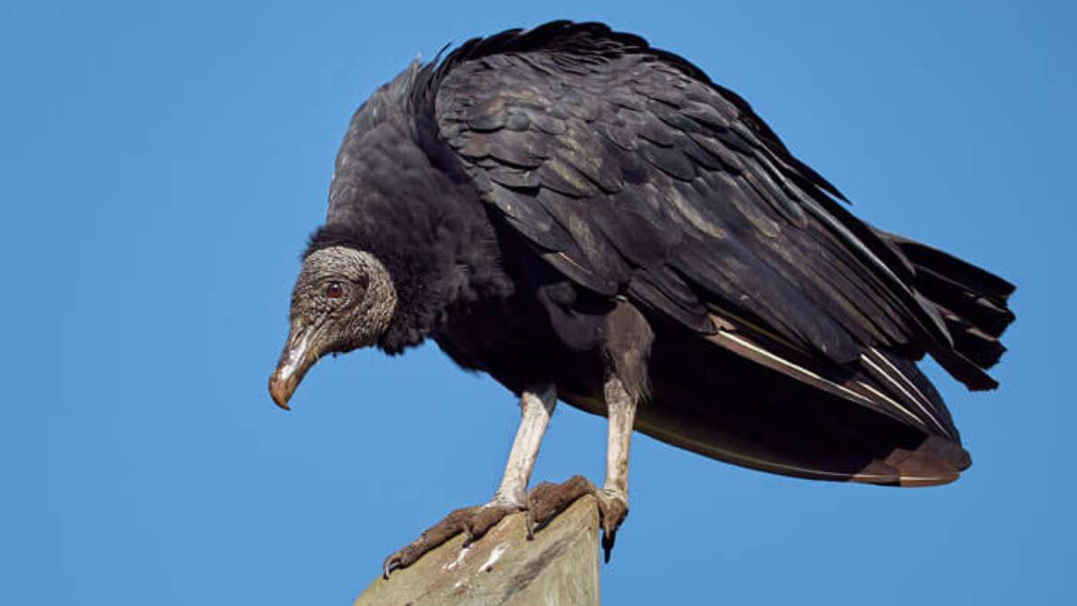  Pix vulture: yeni dolandırıcılık hakkında her şeyi öğrenin ve kendinizi nasıl koruyacağınızı görün!