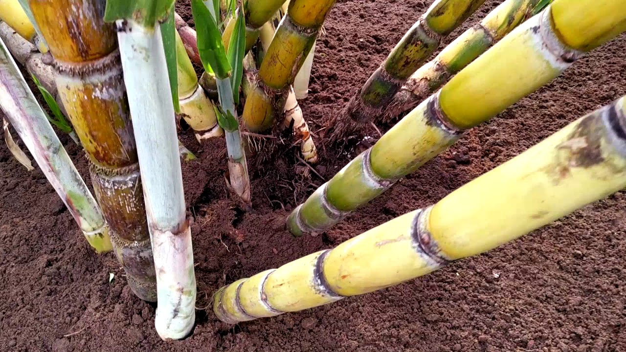  Oglejte si korak za korakom, kako preprosto in praktično posaditi trsni sladkorni trs