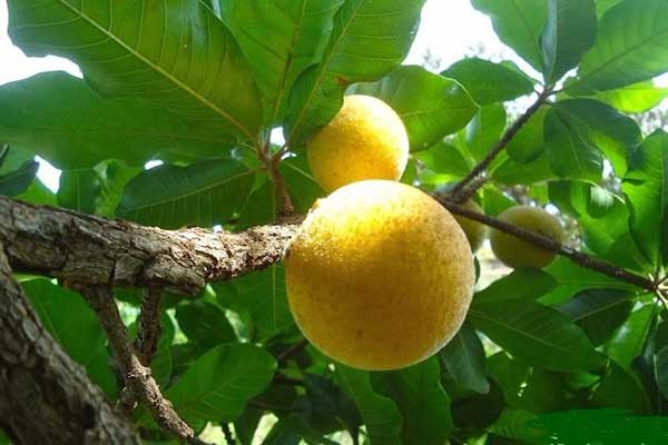  Bạn có biết guapeva không? Tìm hiểu thêm về loại trái cây ngon và tốt cho sức khỏe này